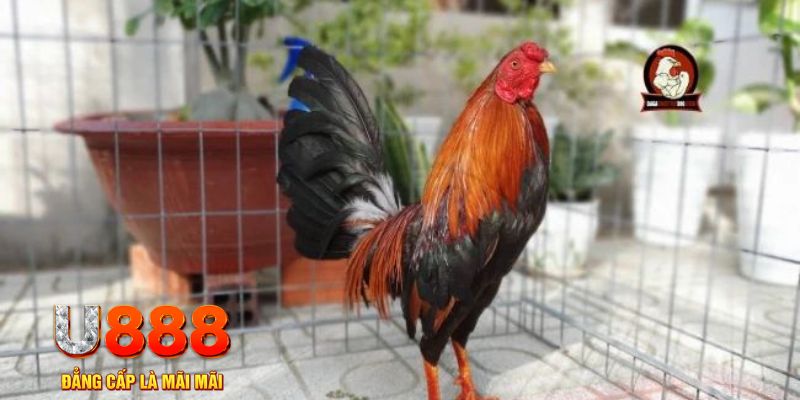 pg88 slot casino máy tính